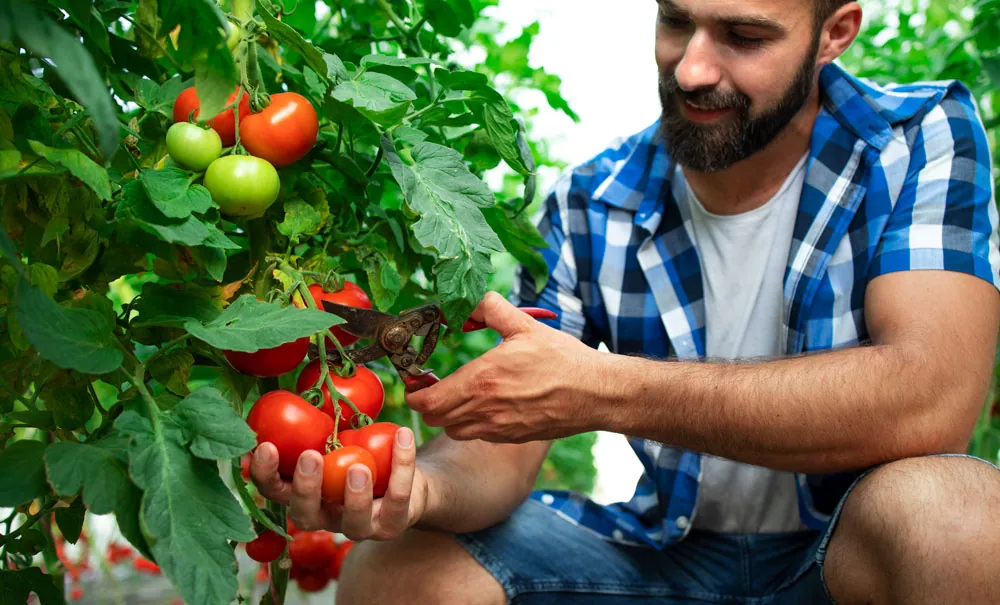 El citrato amónico en tomates