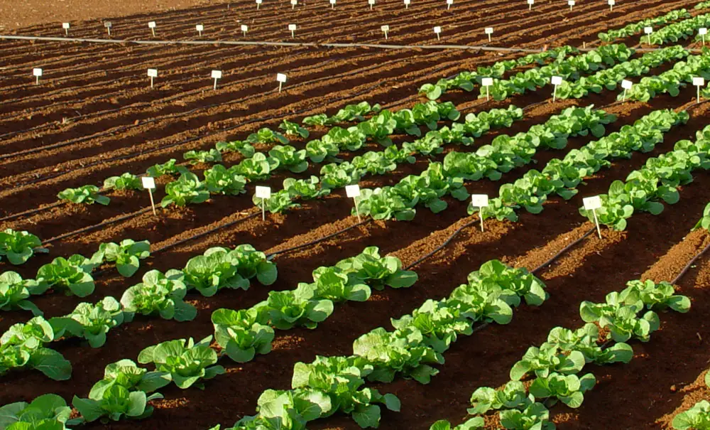 Ensayos con bioestimulantes agrícolas.