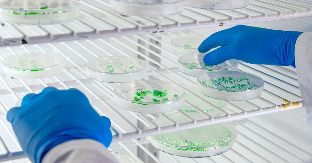 Ensayos en laboratorio con microorganismos bioestimulante