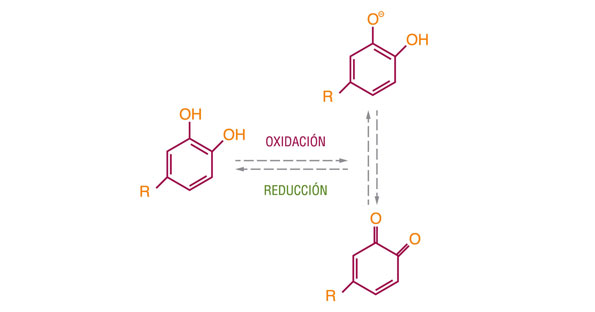 Equilibrio redox producido en los compuestos fenólicos