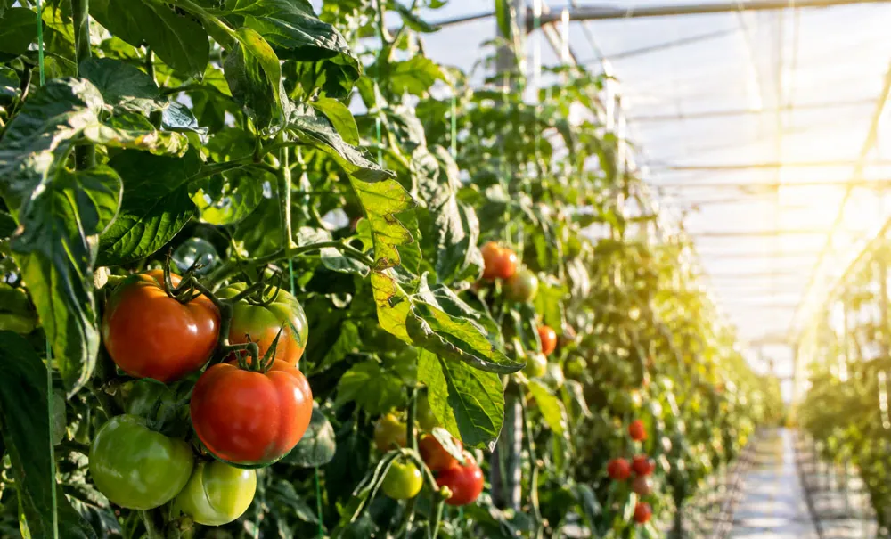EL estrés lumínico en cultivo de tomate