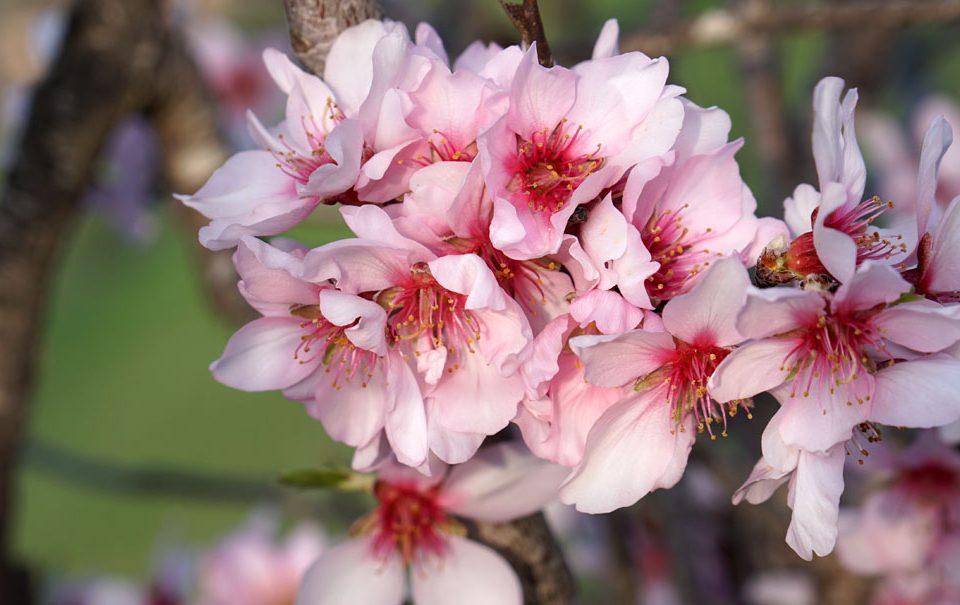 Estrés vegetal en almendros