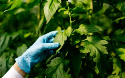 Real Decreto 506/2013 y su impacto en los bioestimulantes