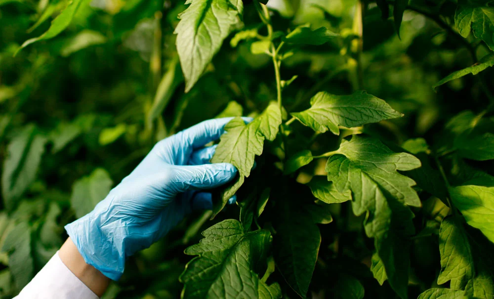 Real Decreto 506/2013 y su impacto en los bioestimulantes