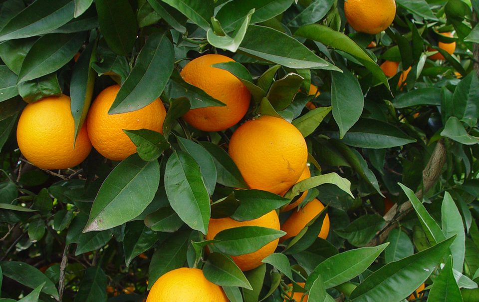 Feromonas trampas