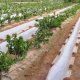 Propuesta de un nuevo Reglamento de Fertilizantes CE