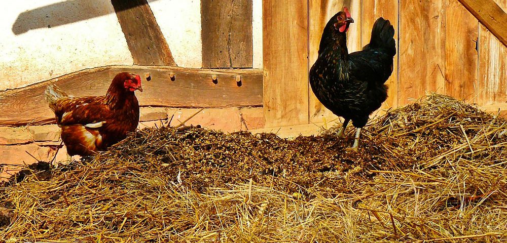 Fertilizantes orgánicos