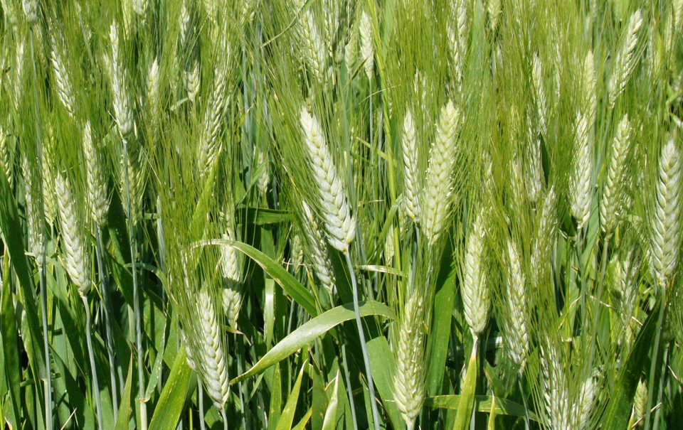 Fertilizantes para trigo