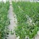 Fertilizantes plantas