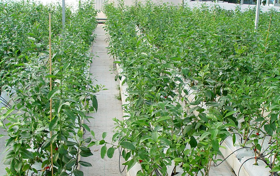 Fertilizantes plantas