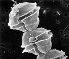 Fosfato y el crecimiento del fitoplancton