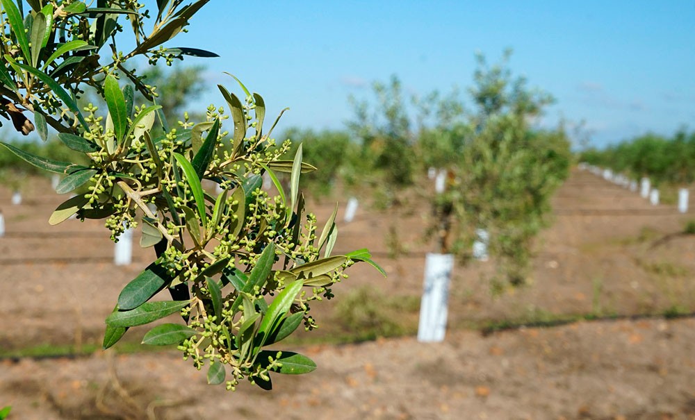 Floración del olivar