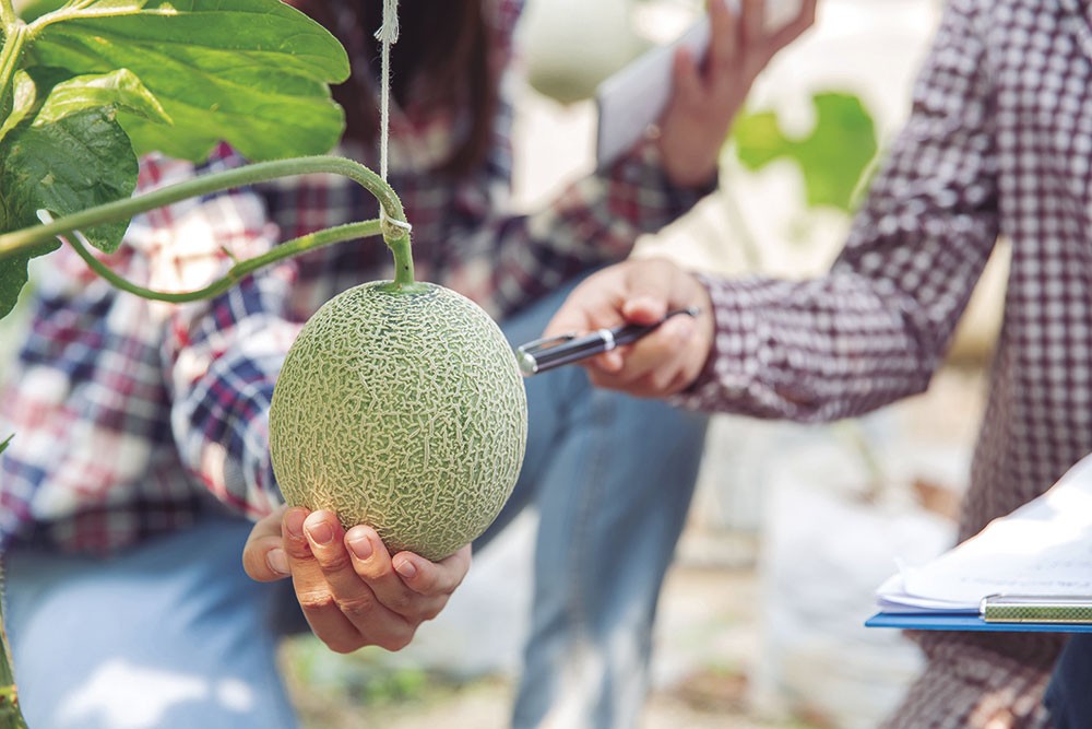 Fibra de coco  AEFA - Asociación Española de Fabricantes de Agronutrientes