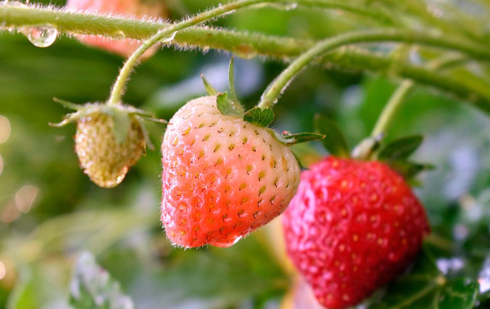 Fresas en cultivo