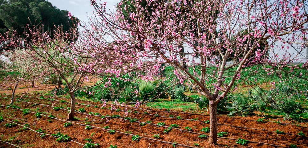 Frutales en cultivo bajo agricultura ecológica