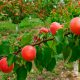 Frutas en el árbol