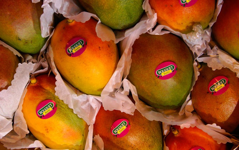 Frutos de mango