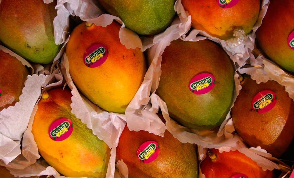 Frutos de mango
