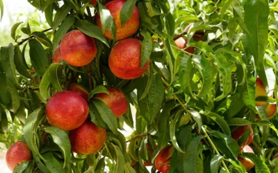 El fósforo como fertilizante