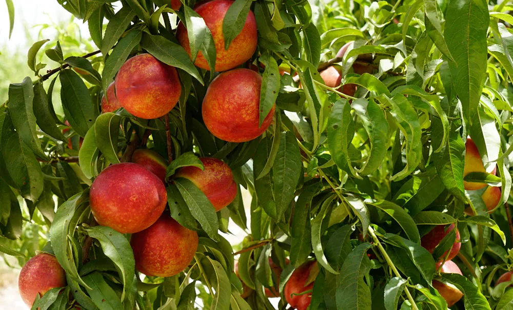 Frutos de nectarina en el árbol