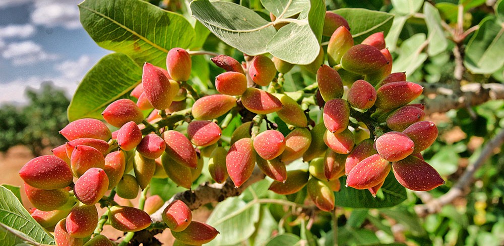 Frutos de pistacho en pistachero