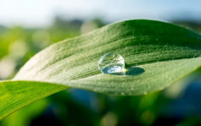 El efecto priming en plantas