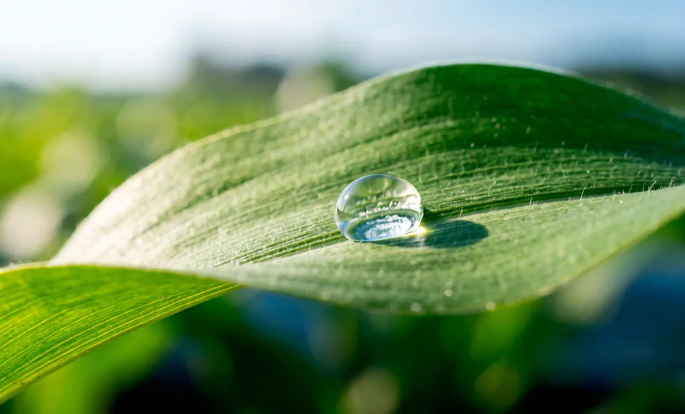 Imagen de efecto priming en las plantas