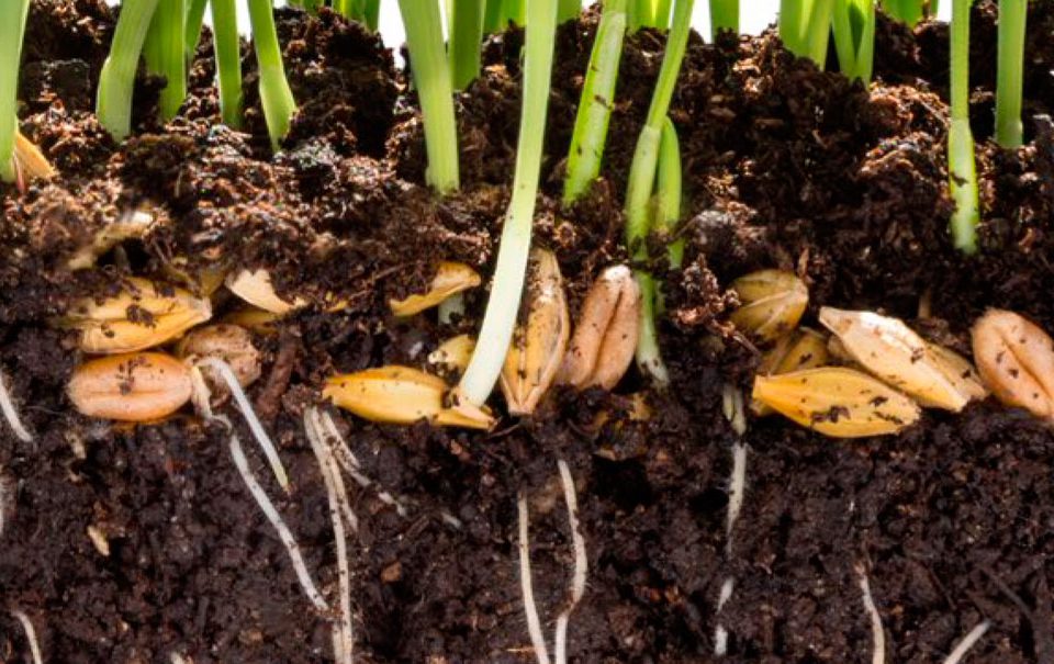 VIII Jornada de Fertilizantes y Bioestimulantes