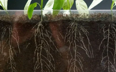 Fundamentos y funcionalidad de la microbiota