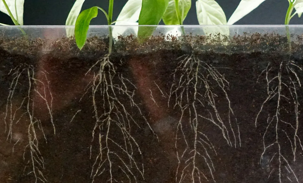 La microbiota agrícola