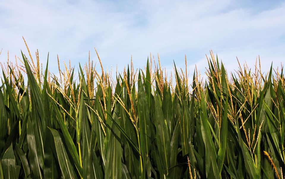 Los bioestimulantes entre los fertilizantes
