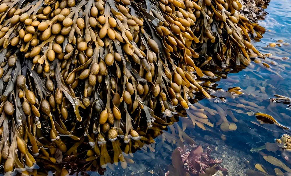 Macro alga de Ascophyllum nodosum