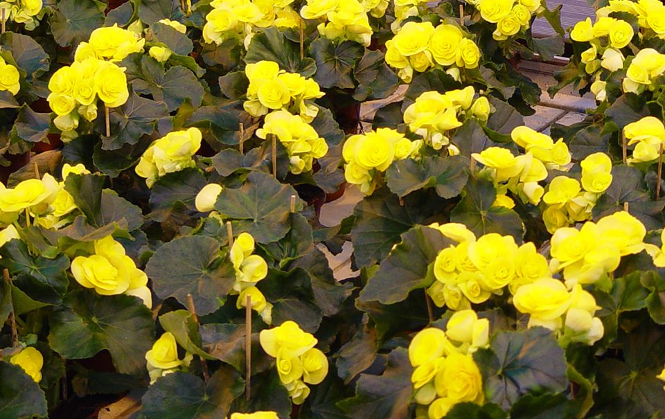 Jornada Horticultura