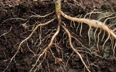 Partes de la rizosfera y su interacción suelo-planta