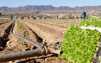 El estrés salino en plantas