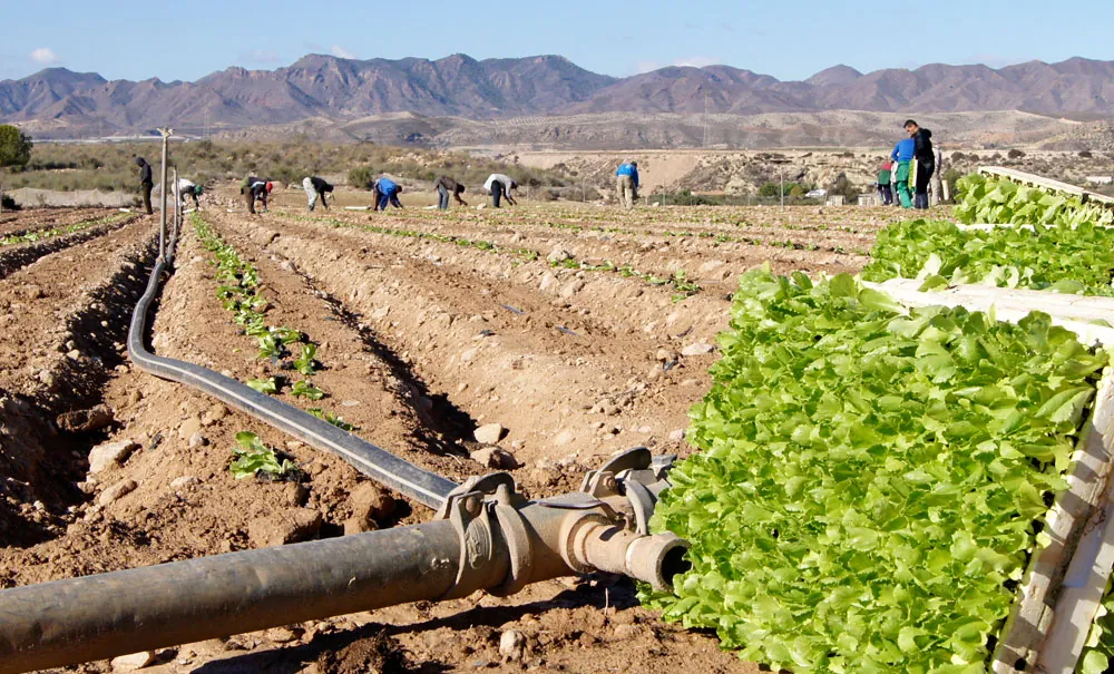 Plantación de lechugas en suelos salinos