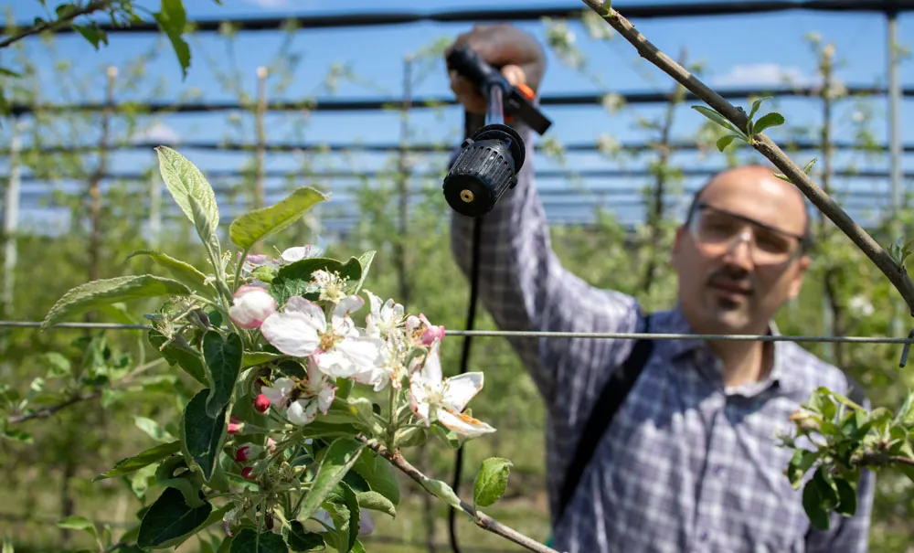 Pulverización de precisión sobre flores de un frutal