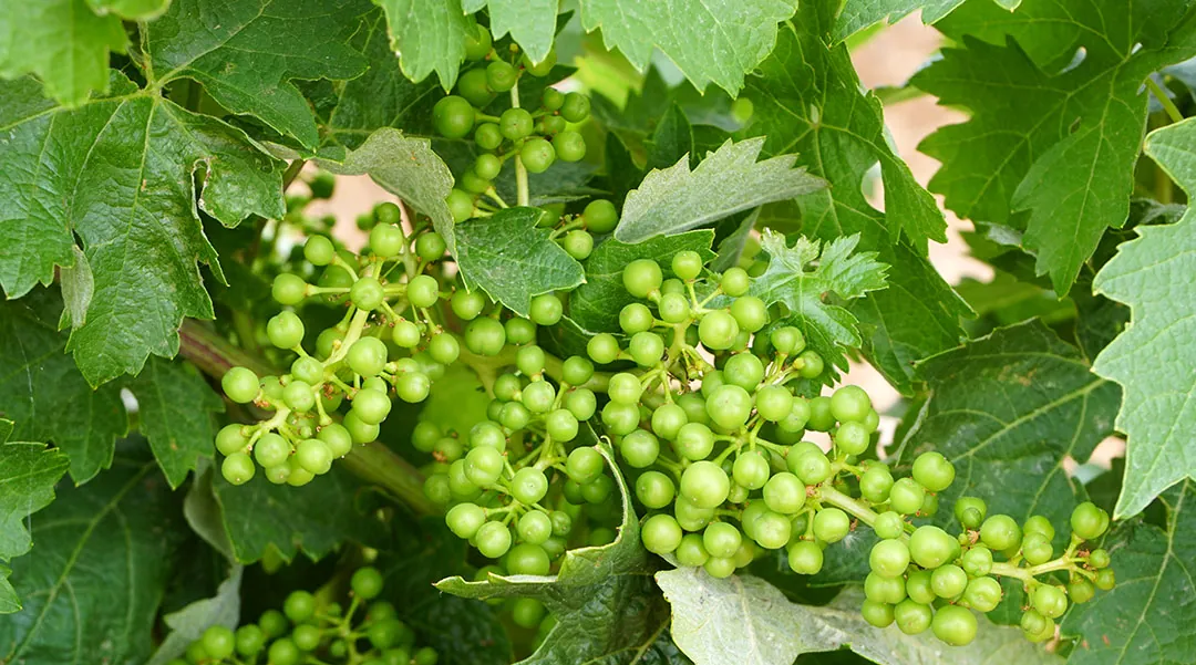 Racimo de uva en fase de engorde