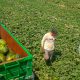 Recolección de melones