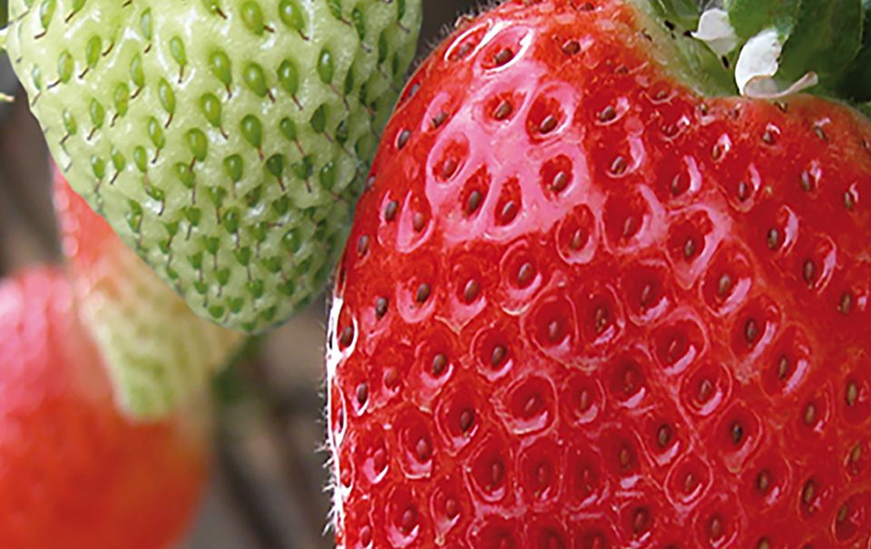 Sostenibilidad agro