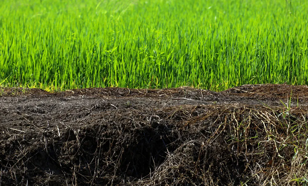 Suelo agrícola con cereal en cultivo
