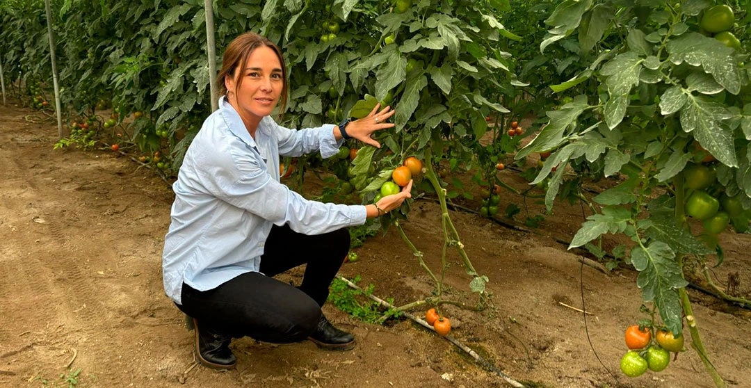 Técnico de Ecoculture en cultivo de tomates