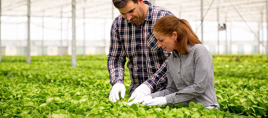 Técnico agrícola de empresas de AEFA