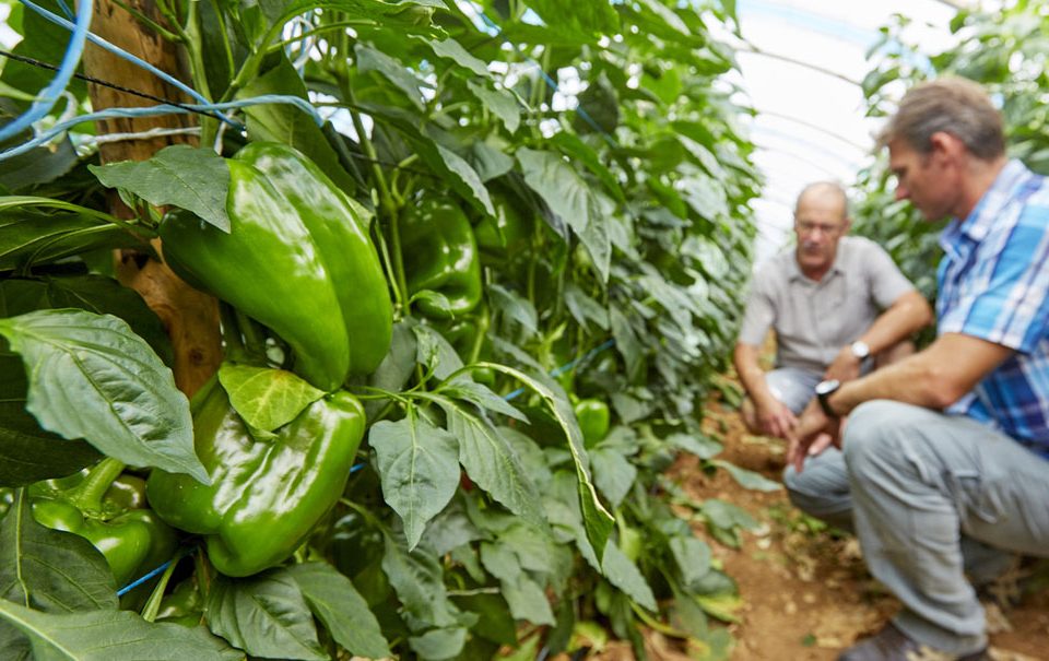Timac AGRO