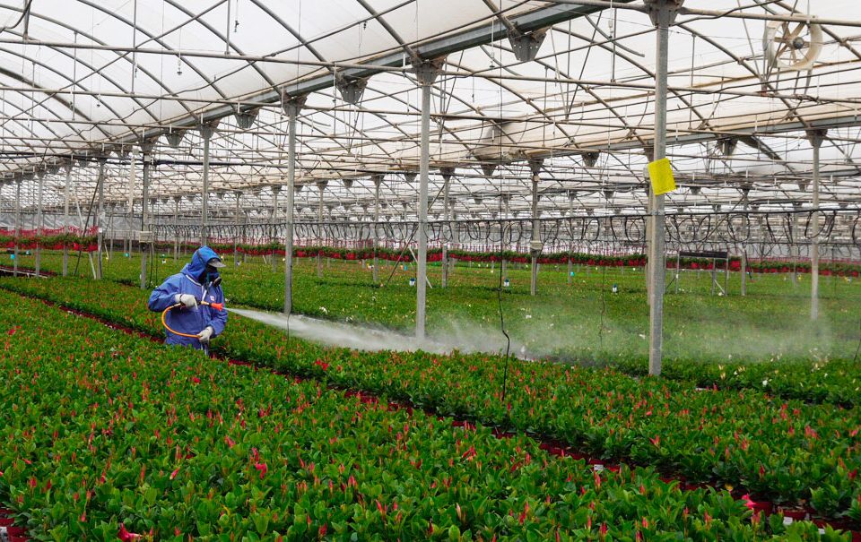 Tratamiento fitosanitario en ornamentales