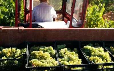 Bioestimulantes en viticultura: Innovación y resiliencia ante el cambio climático