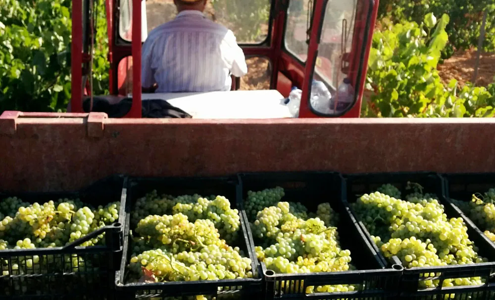 Vendimia en La Mancha