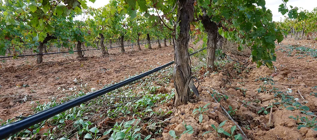 Vides con riego a goteo