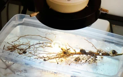 Las micorrizas en la fertilización agrícola