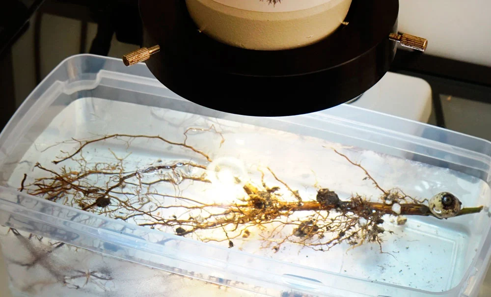 Vista de raíces micorrizadas al microscopio